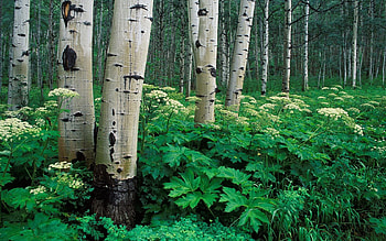 Nature, Trees, Birches, Vegetation, Trunks, Bark, Grove HD wallpaper