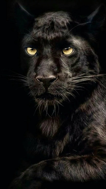 Black Colour, Black Colour Panther, Black Panther HD phone wallpaper