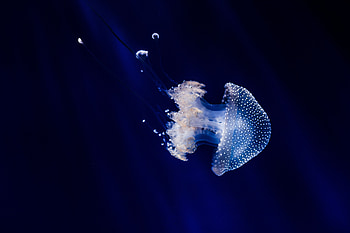Animals, Jellyfish, Swimming, Underwater World, Tentacles HD wallpaper