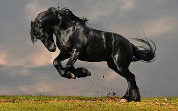 Friesian horse background, , Magnificent beauty, elegance HD wallpaper