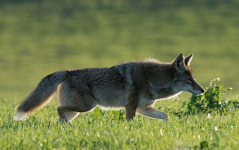 White-tipped Coyote, animal, national park, meadow, coyote HD wallpaper