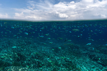 Nature, Fishes, Ocean, Underwater World HD wallpaper