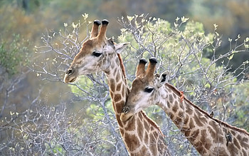 Animals, Trees, Grass, Giraffes, Couple, Pair HD wallpaper