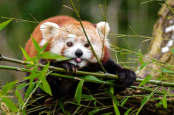 Animals, Protruding Tongue, Tongue Stuck Out, Cool, Red Panda, Fiery Panda HD wallpaper