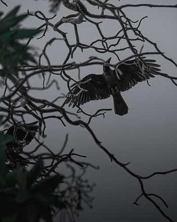 Animals, Bird, Branches, Bw, Chb, Wings, Crow, Fly, To Fly HD phone wallpaper