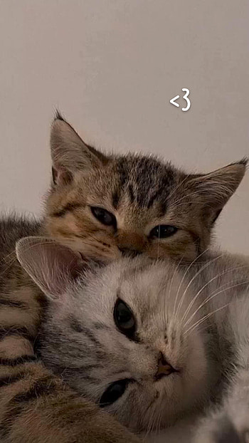 cat HD phone wallpaper