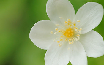 Flower, Plant, Macro, Petals HD wallpaper