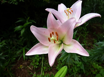 Flowers, Flower, Close-Up, Lily, Stamens, Sharpness HD wallpaper