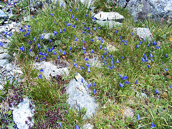 Mountain flowers, blue, flowers, beauty, mountain HD wallpaper