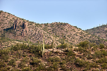 Nature, Bush, Prairie, Hill, Cactus HD wallpaper