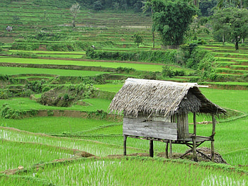 Foto Pemandangan Sawah yang Indah. Pemandangan, Gambar, Alam HD wallpaper