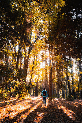 Nature, Trees, Shine, Light, Forest, Human, Person, Sunlight HD phone wallpaper