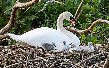 Swans in Nest, swans, birds, familie, nest HD wallpaper