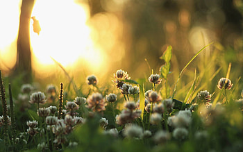 Plants, Nature, Grass, Macro, Shine, Light, Morning, Clover HD wallpaper