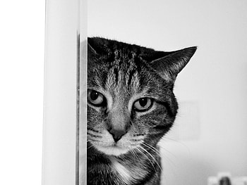 Animals, Cat, Muzzle, Sadness, Bw, Chb, Sorrow HD wallpaper