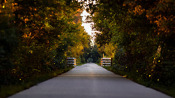 Road Path Park Alley Yellow Green Leaves Trees Branches Nature HD wallpaper