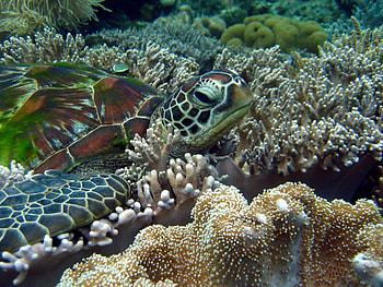 Under-water, sea, turtle, underwater, water, ocean HD wallpaper