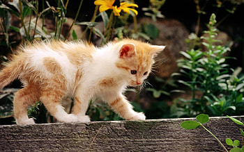 Careful cat, animal, kitten, cat, feline HD wallpaper