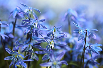 Lovely Blue!, blue, beautiful, nature, flowers HD wallpaper