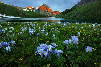 Mountain wildflowers, tranquility, meadow, grass, beautiful, spring, rocks, serenity, lake, mountain, wildflowers, summer, sky, peak HD wallpaper