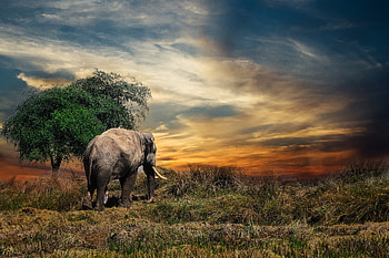 Animals, Trees, Grass, Elephant HD wallpaper