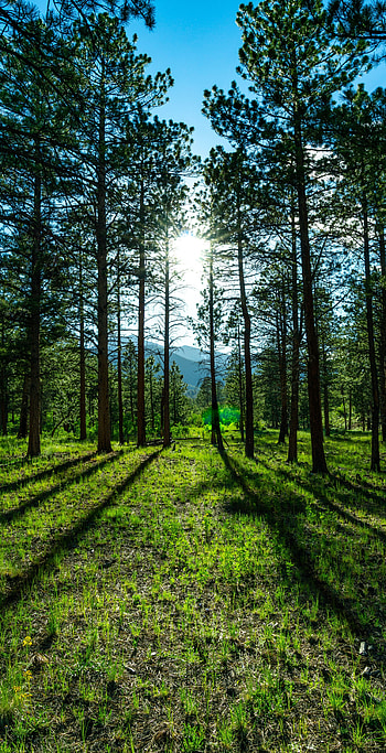 Trees, Landscape, Nature, Mountains, Pine, Sunlight HD phone wallpaper