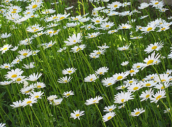 Flowers, Summer, Camomile, Greens, Polyana, Glade HD wallpaper