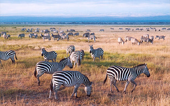 Zebras, stripes, national park, animals, Africa HD wallpaper