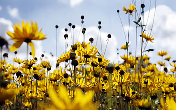 Plants, Flowers HD wallpaper