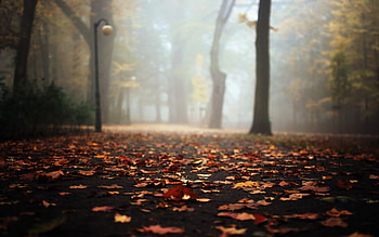 Autumn Leaves Falling On Road, autumn, leaves, nature HD wallpaper
