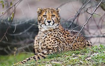 Cheetah, animal, nature, cat HD wallpaper