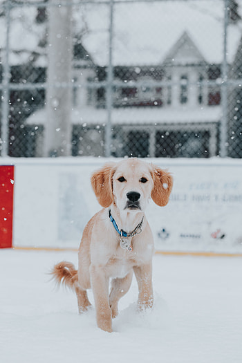 Animals, Snow, Dog, Brown, Pet, Golden Retriever HD phone wallpaper