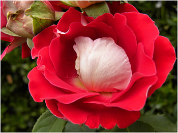 Bashful, other, nature, flowers HD wallpaper