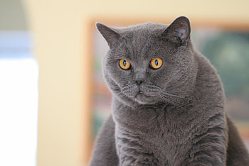 Animals, Muzzle, Sight, Opinion, Fat, Thick, British Cat HD wallpaper