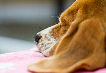 Beagle, sweet, dogs, puppies, cute, beautiful, playful, playful dog, puppy, dog face, pretty, animals, face, bubbles, lovely HD wallpaper