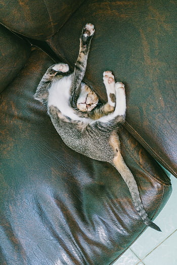 A cute kitten sleeps comfortably on a leather couch, showcasing its playful and relaxed nature. HD phone wallpaper