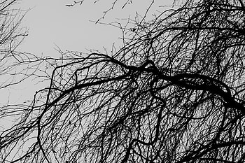 Nature, Trees, Branches, Bw, Chb HD wallpaper