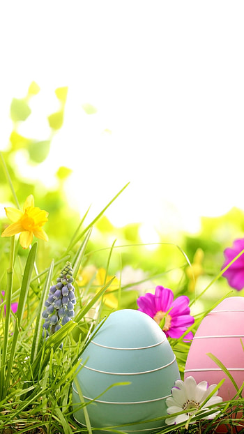 Easter, Pink, Blue HD phone wallpaper