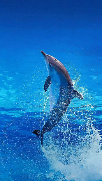 Playful dolphins, Majestic sea creatures, Oceanic acrobats, Marine wildlife HD phone wallpaper