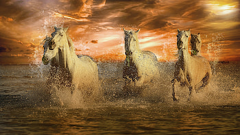 Horse, ultra HD wallpaper