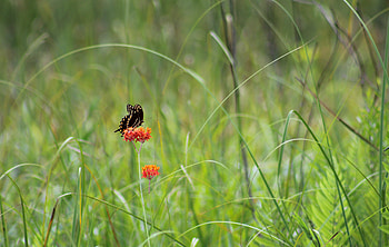 Animals, Grass, Flower, Plant, Butterfly HD wallpaper