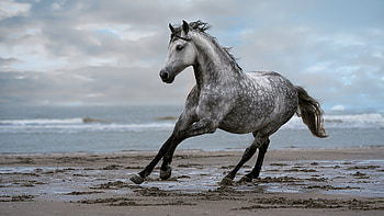 Black White Horse Is Running On Beach Sand In Blur Ocean Waves Blue Sky Background Horse HD wallpaper