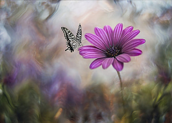 Purple Lilac, blur, butterfly, lilac, flower HD wallpaper