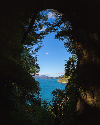 Sea, Nature, Trees, Sky, Branches HD phone wallpaper