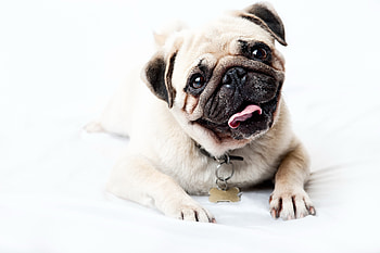 Animals, Muzzle, Sight, Opinion, Puppy, Pug, Satisfied, Content HD wallpaper