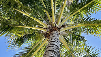 Bottom View Of Palm Tree Branches Under Blue Sky Nature HD wallpaper