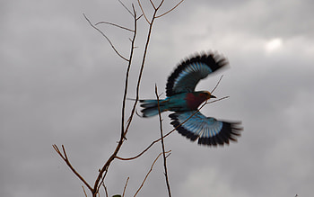 BEAUTIFUL FLIGHT, bird, branches, colors, flight, take off, beautiful, fly, tree HD wallpaper