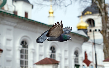 Pigeon illustrations, Artistic depictions, Avian beauty, Digital graphics HD wallpaper