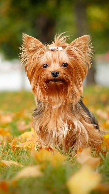 Yorkshire Terrier, Cute animal, Lovely dog, Adorable Yorkie HD phone wallpaper