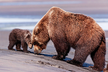 Animals, Bears, Young, Couple, Pair, Care, Joey HD wallpaper